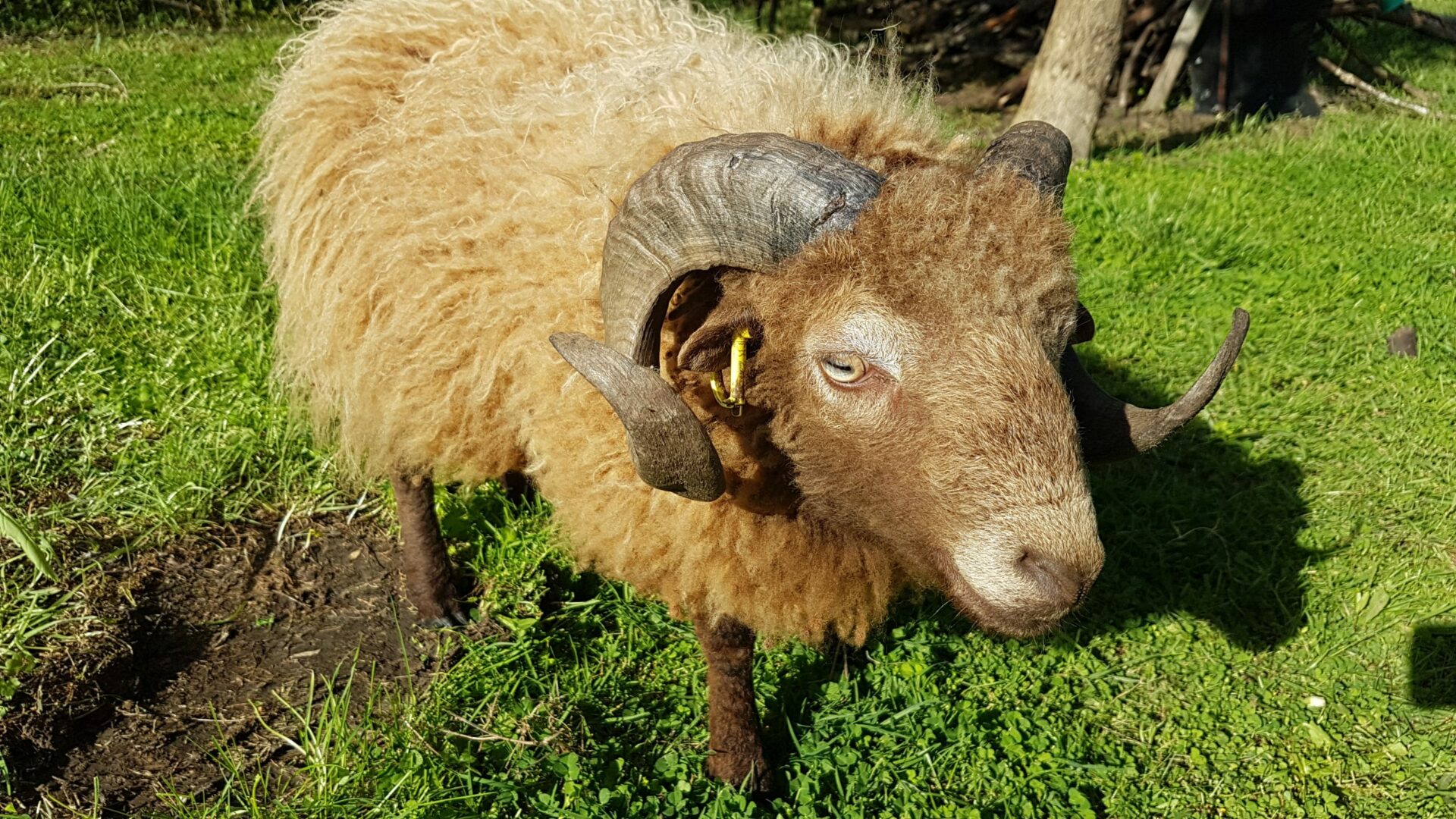 Photo mouton ouessant