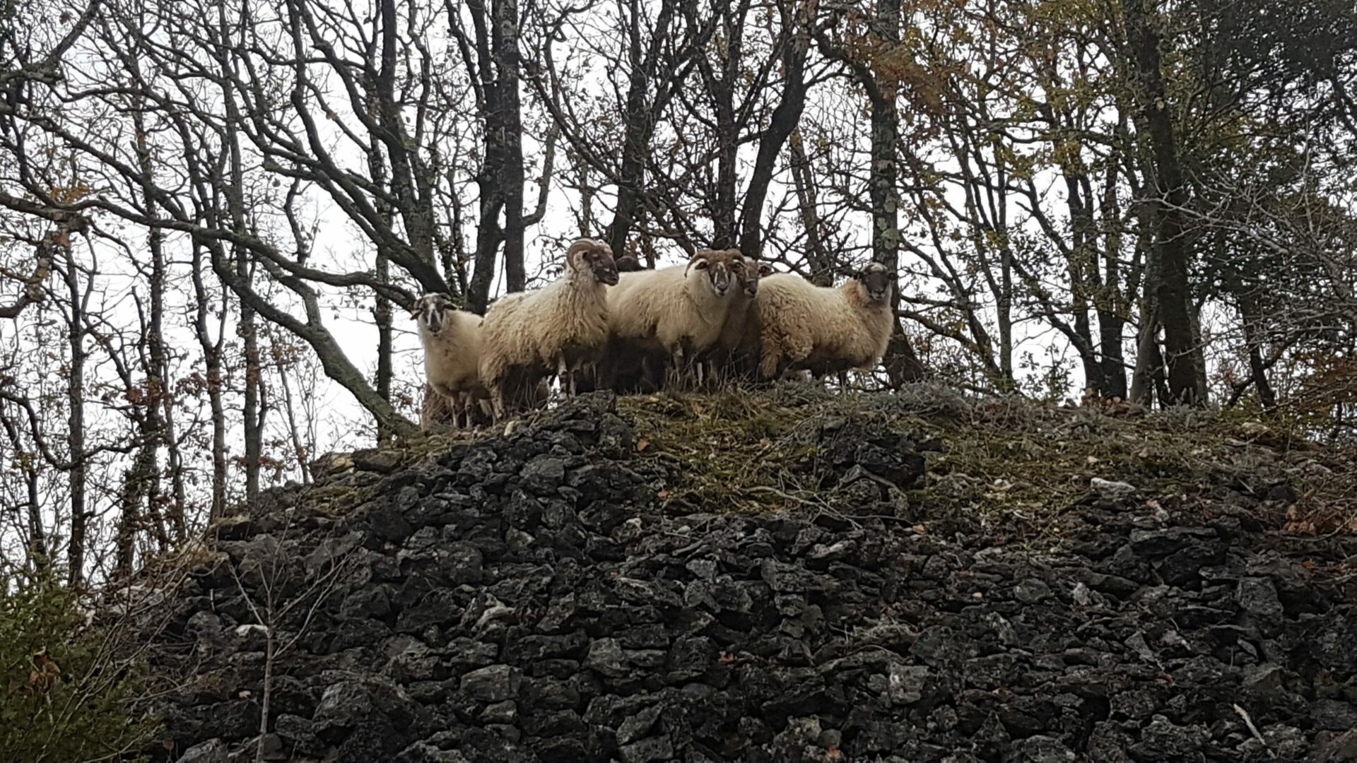 Photo moutons dans les bois