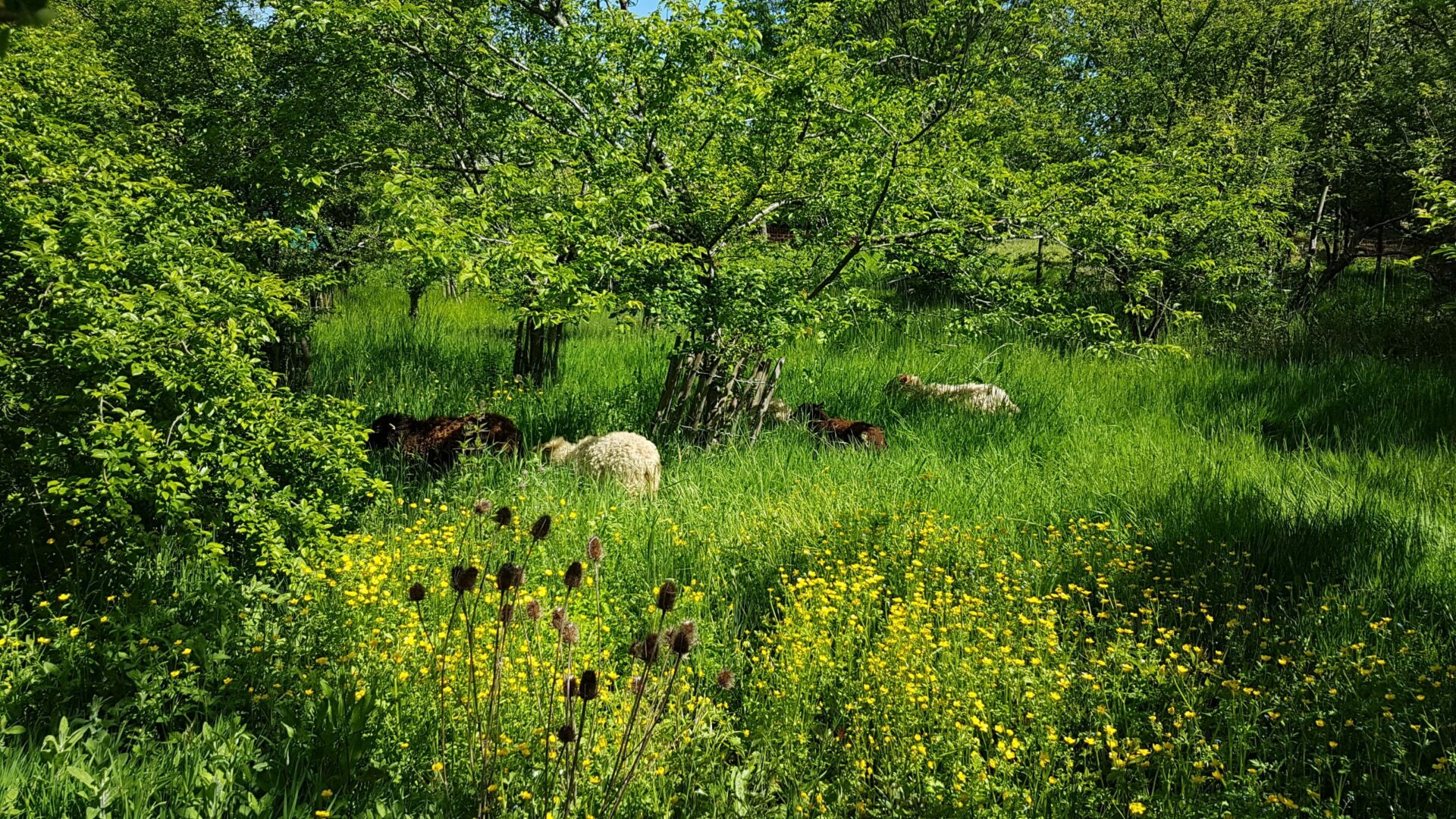 Photo moutons dans l'herbe