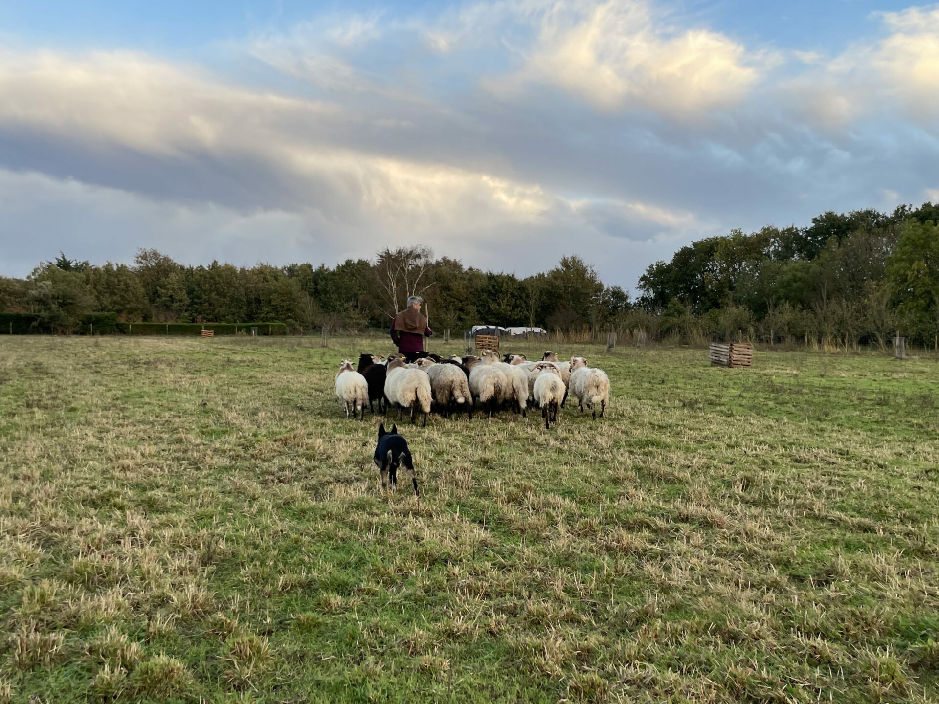 Photo de Jérôme Tropini avec son troupeau de moutons
