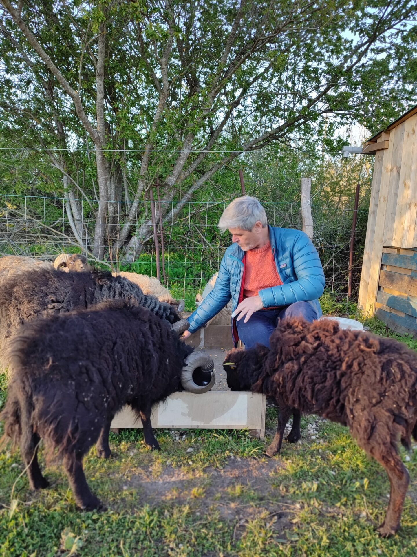 Photo de Jérôme Tropini qui nourrit ses moutons