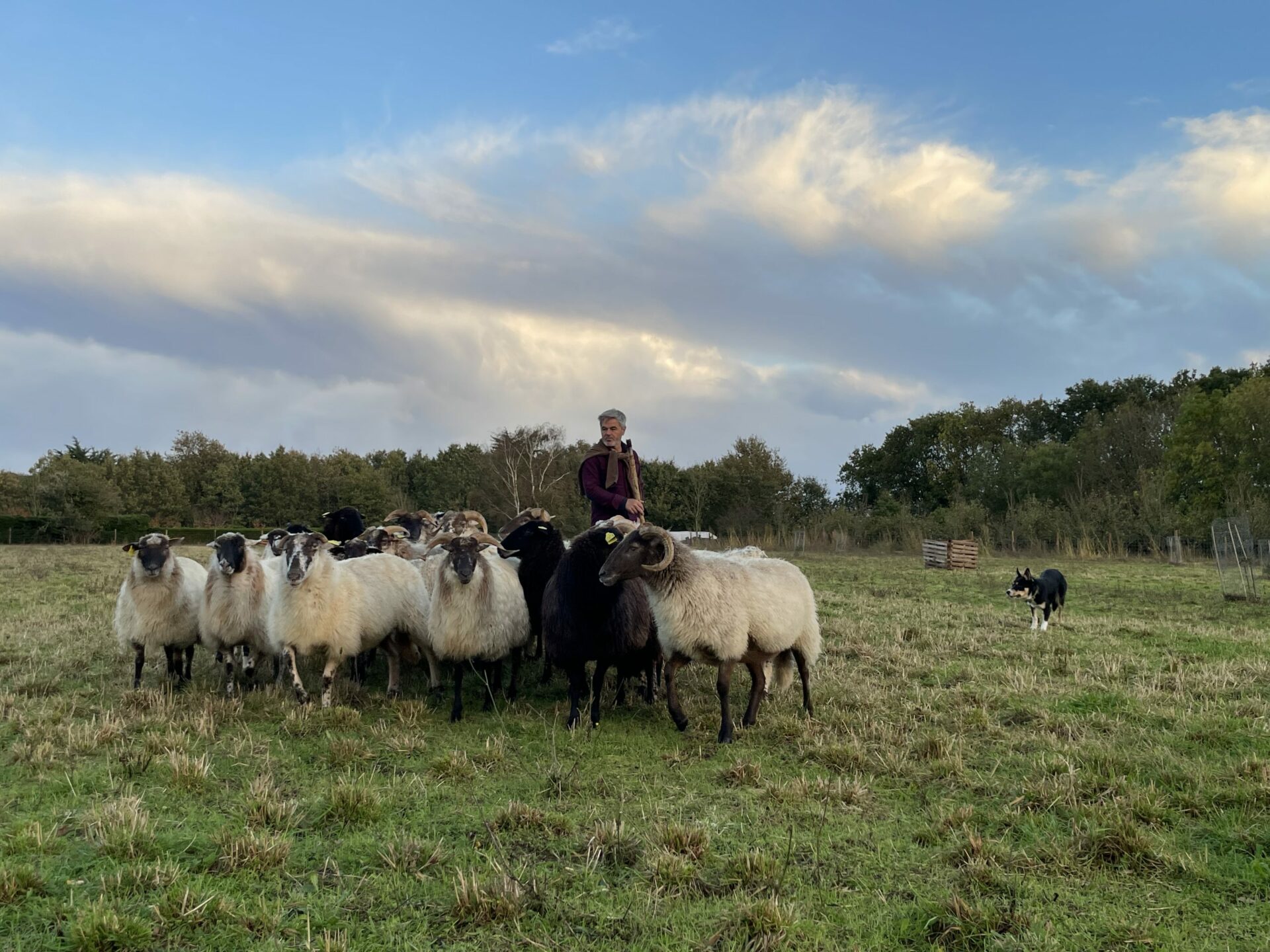 Photo de Jérôme Tropini avec son chien et son troupeau de moutons