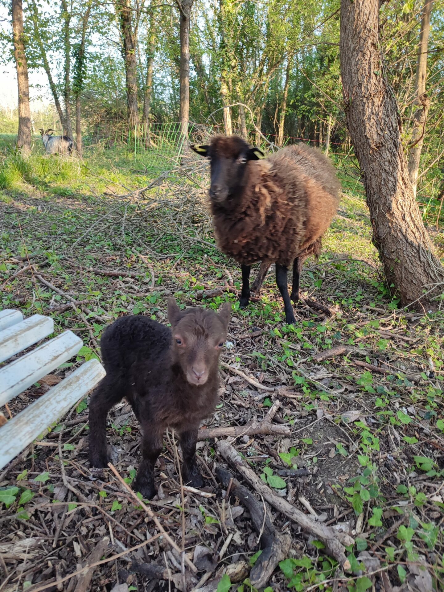 Photo deux moutons marrons