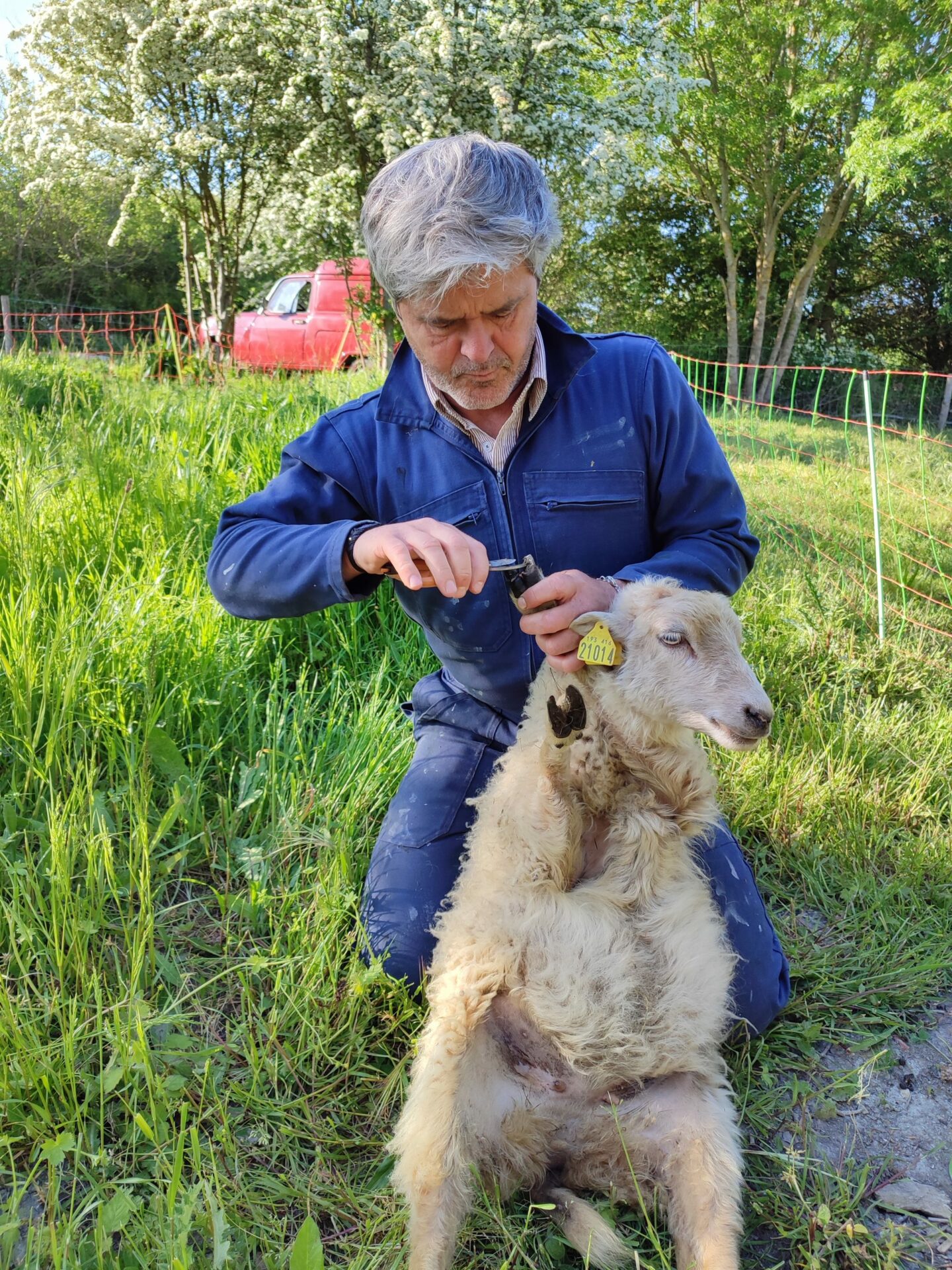 Photo Jérôme Tropini avec un mouton