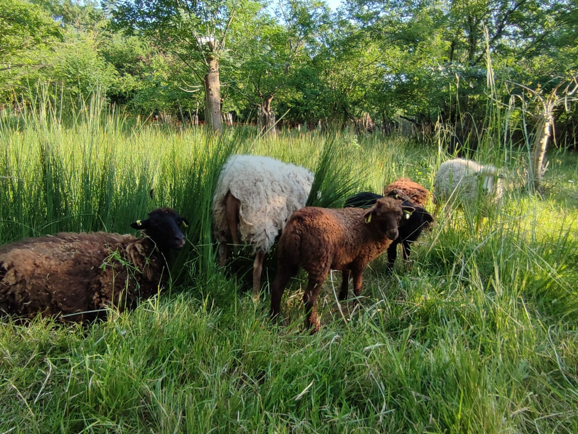 Photo mouton dans les hautes herbes