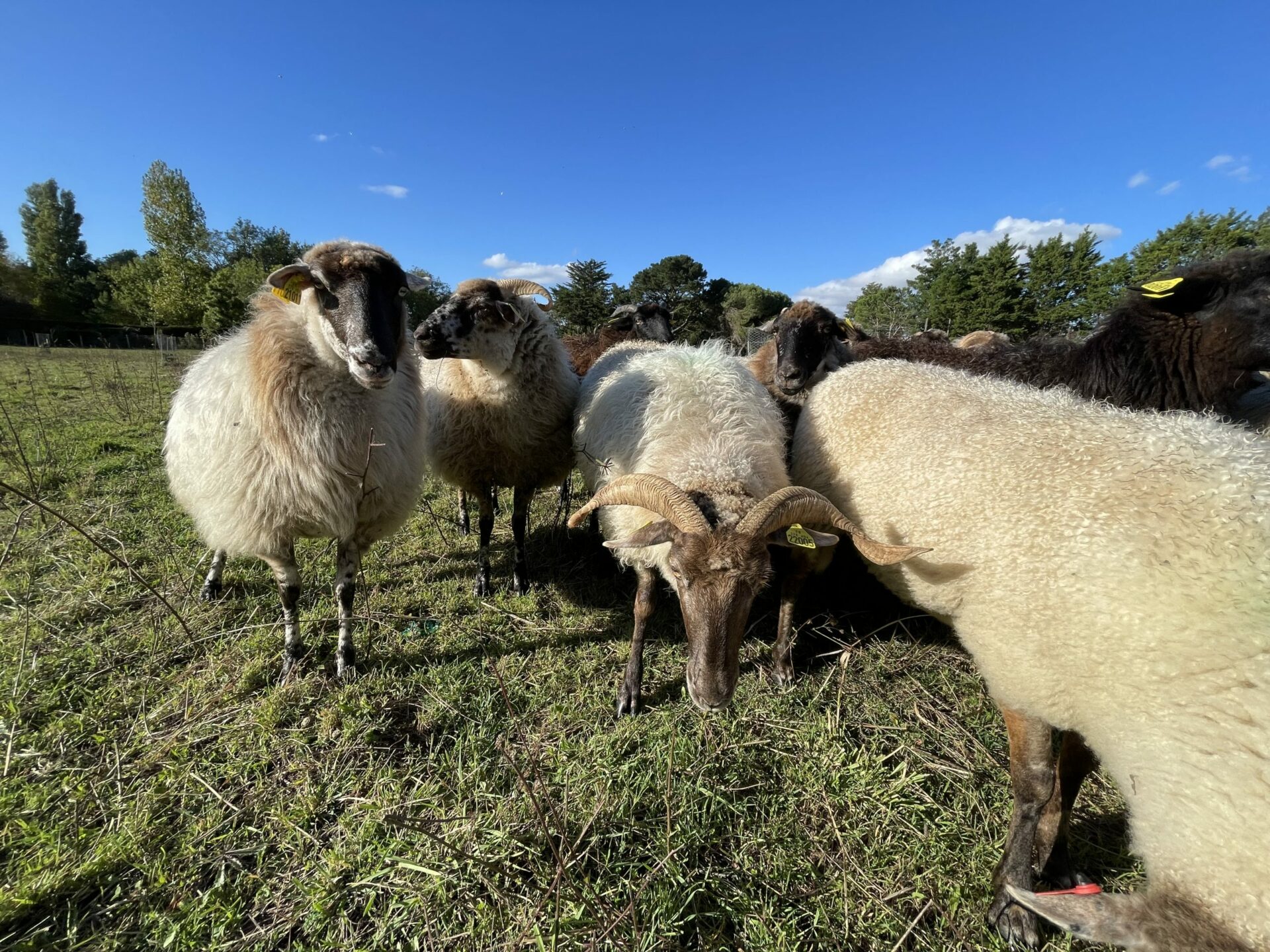 Photo de moutons