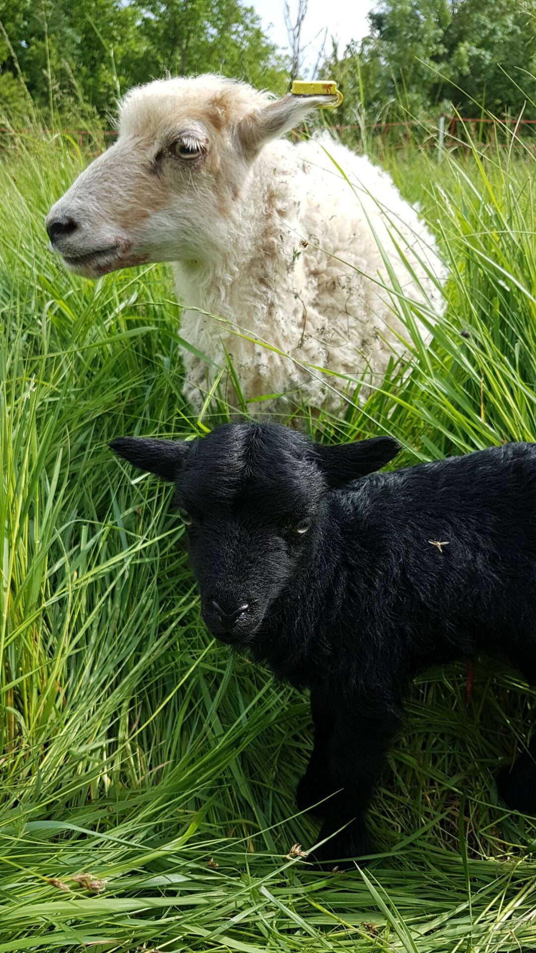 Photo de 2 moutons