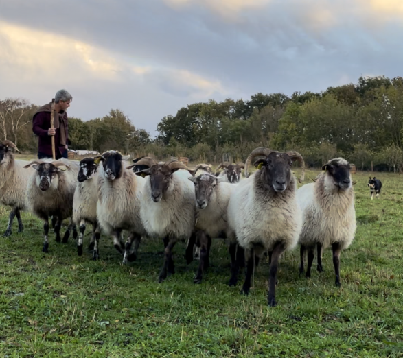 Photo de Jérôme Tropini avec son troupeau de moutons