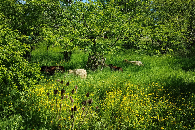 Photo moutons dans l'herbe
